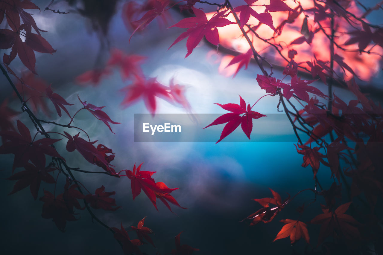 Low angle view of maple leaves against sky