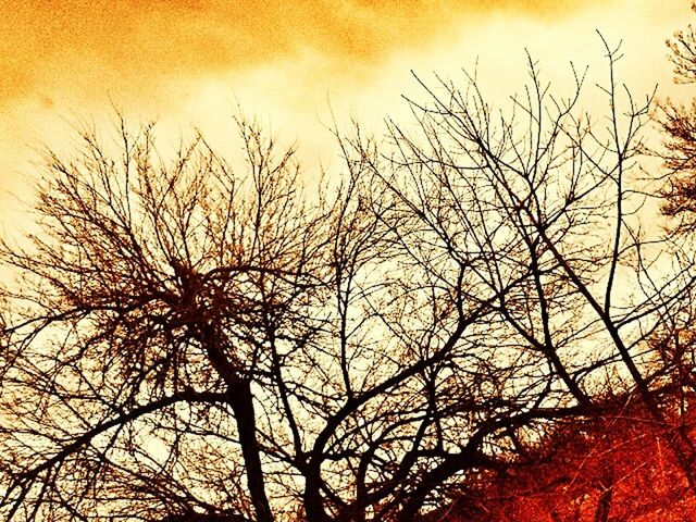 LOW ANGLE VIEW OF BARE TREES AT SUNSET