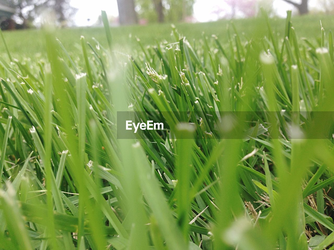 Blades of grass in field