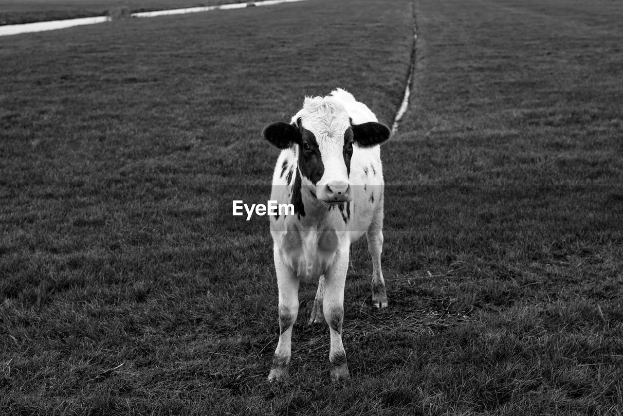 Young calf looking into camera black and white