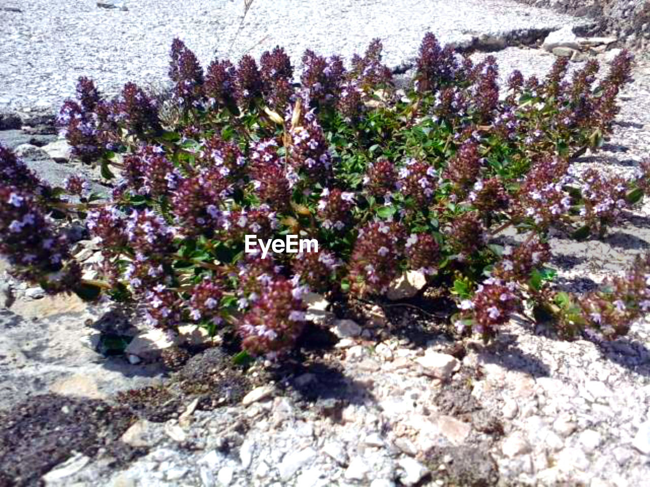 FLOWERS GROWING ON ROCK