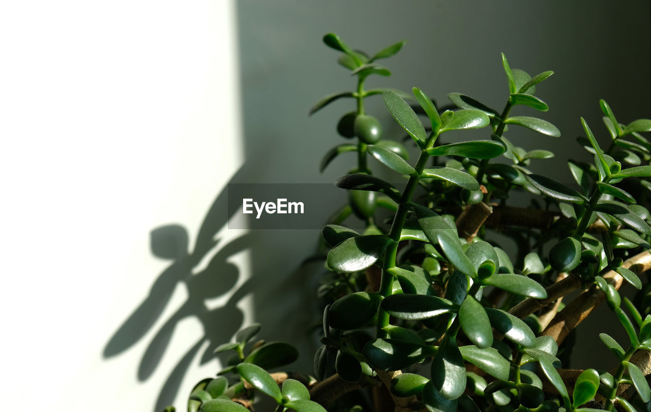 Close-up of potted plant against wall. houseplants. succulents. sunlight and shadows. green leaves.