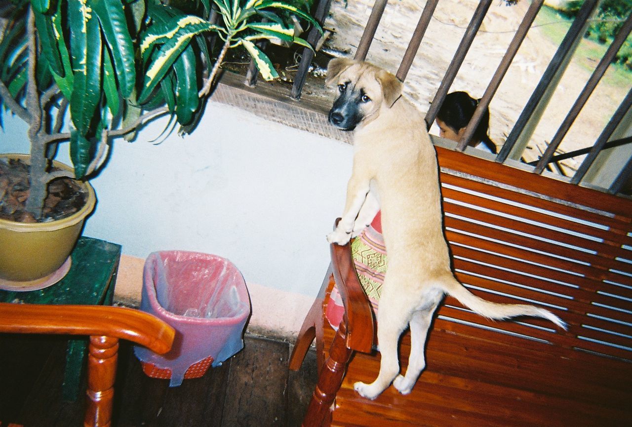 CLOSE-UP OF DOG IN KITCHEN