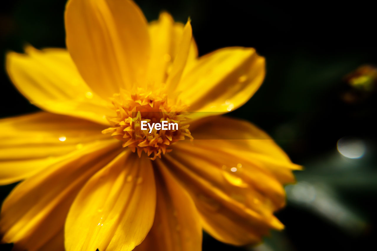 Close-up of yellow flower blooming outdoors