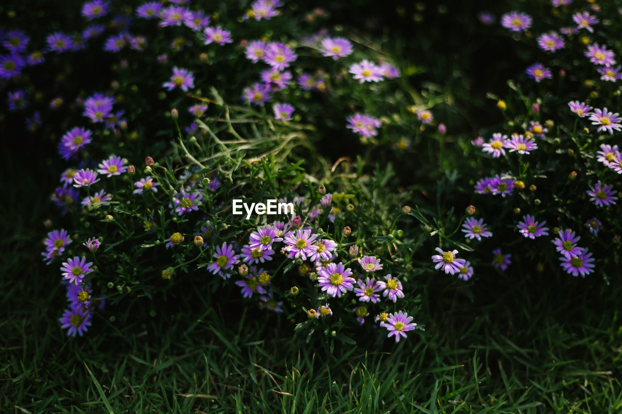 Close-up of purple flowering plants on field