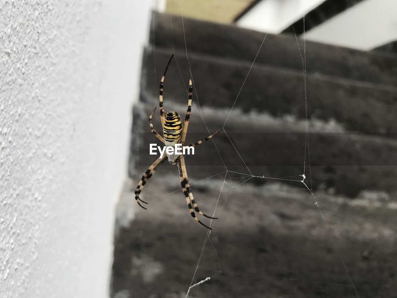 SPIDER ON WEB