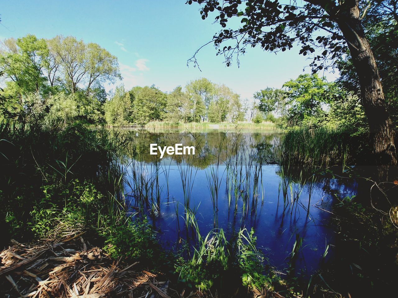 SCENIC VIEW OF LAKE AND TREES AGAINST SKY