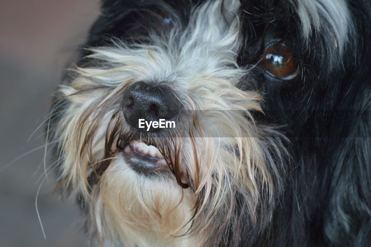 Close-up portrait of hairy dog