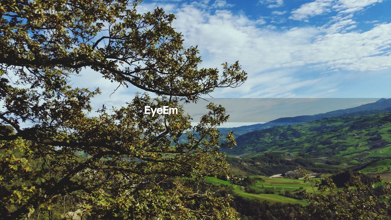 TREES ON LANDSCAPE AGAINST CLOUDY SKY