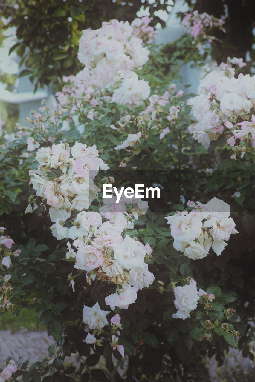 WHITE FLOWERS BLOOMING ON TREE