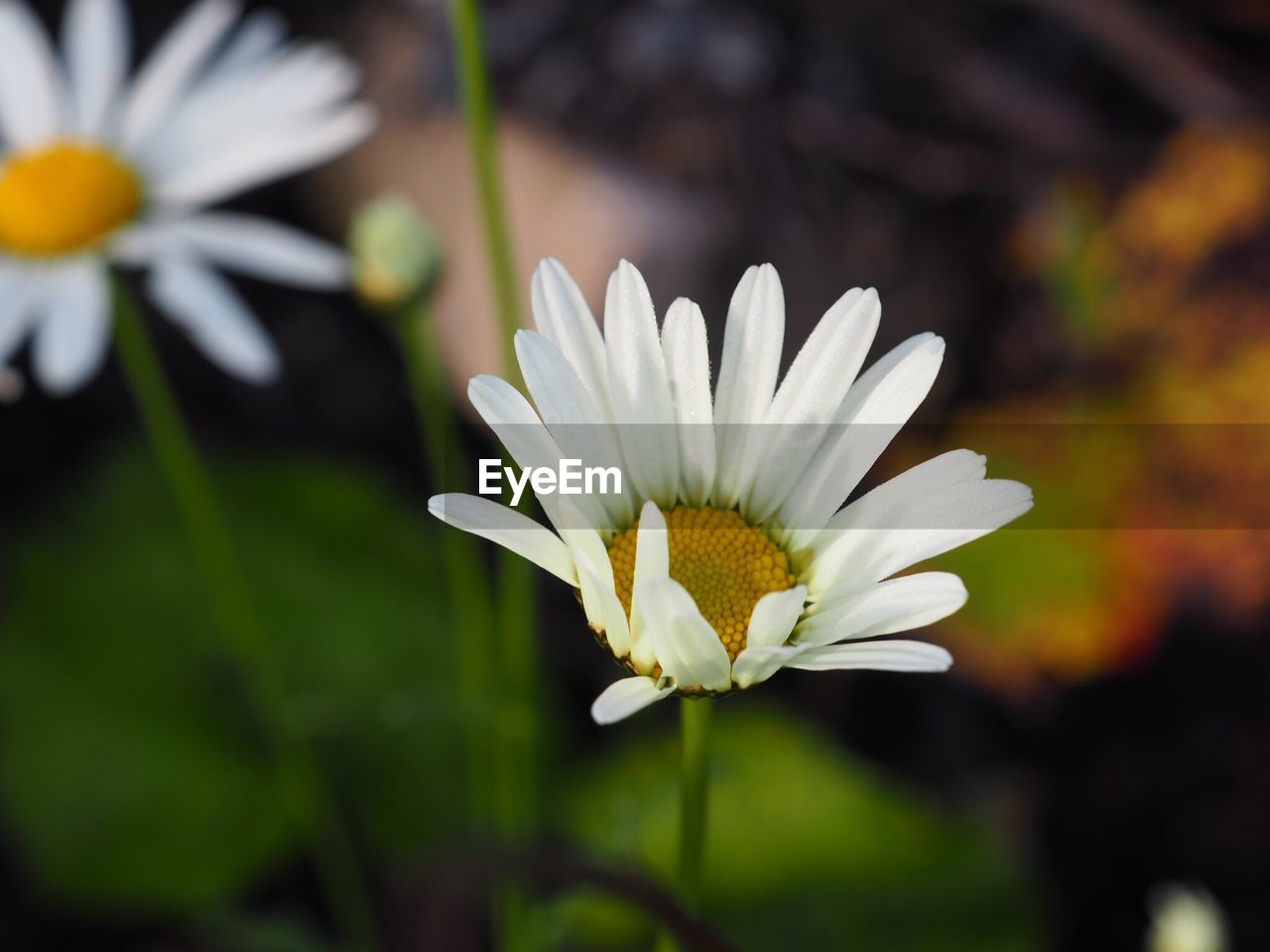 Close-up of white daisy