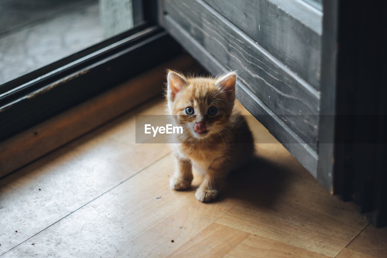 Portrait of kitten on floor at home