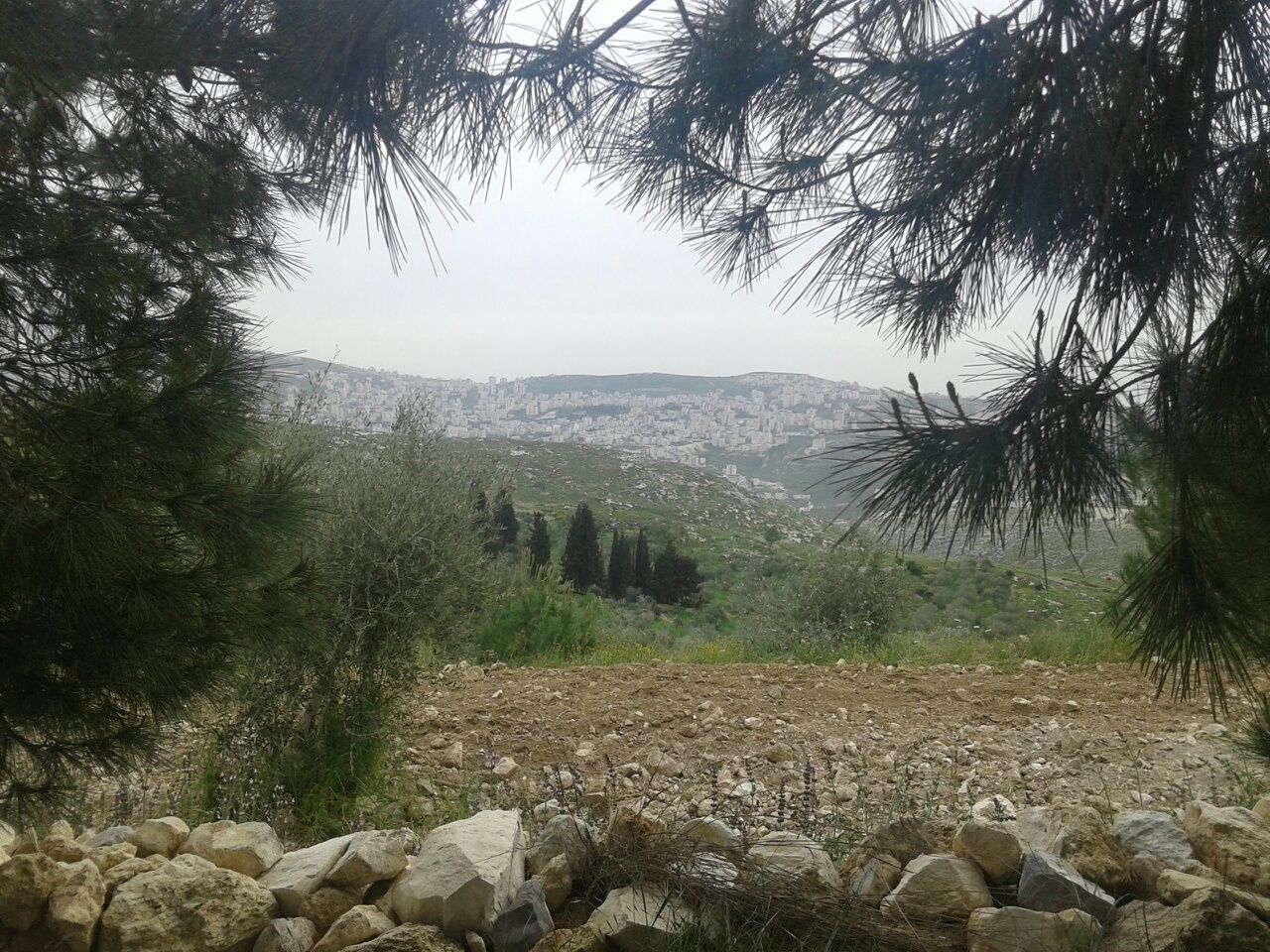 Trees growing on mountains against sky