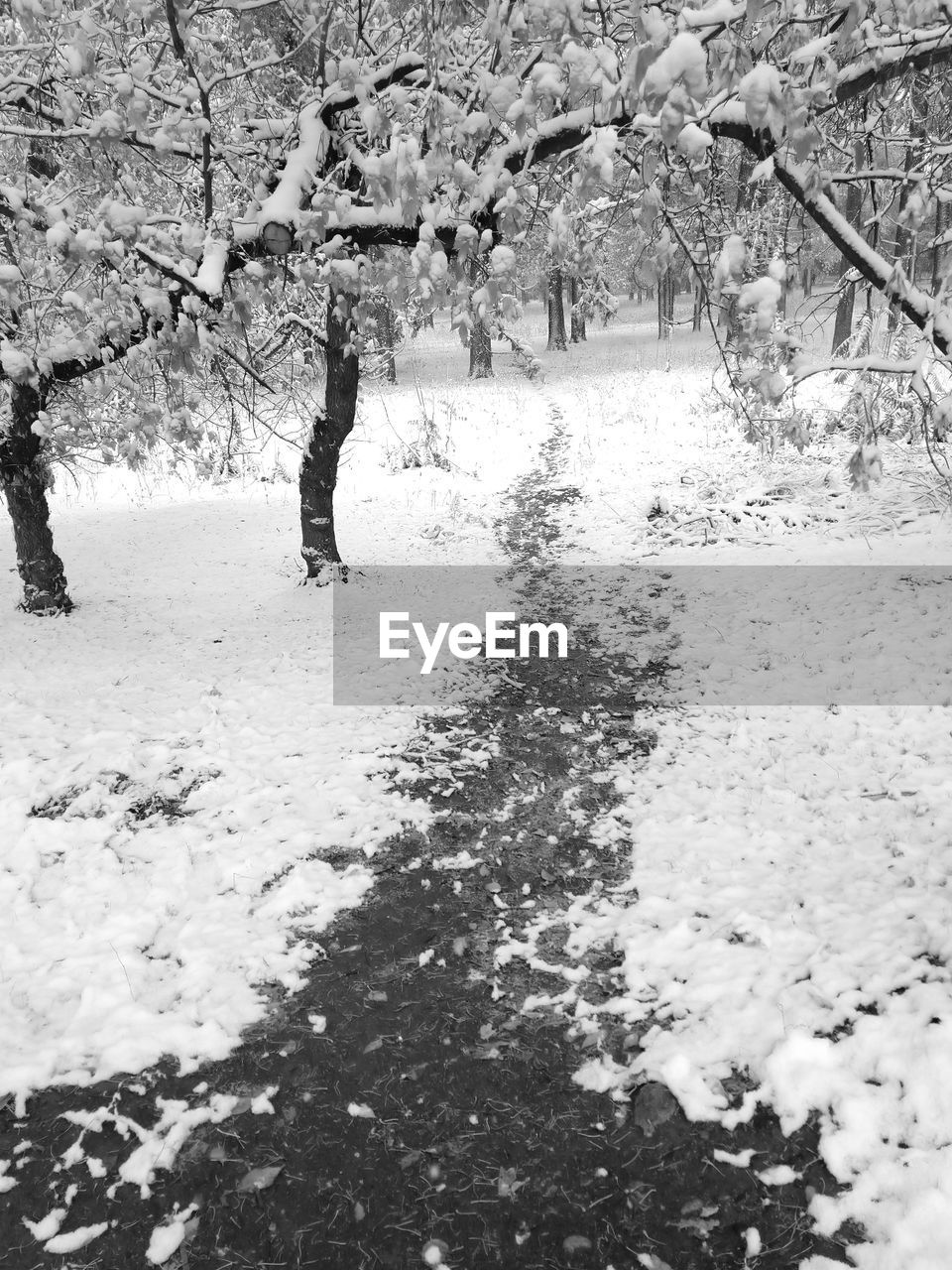 SNOW COVERED TREES ON FIELD DURING WINTER