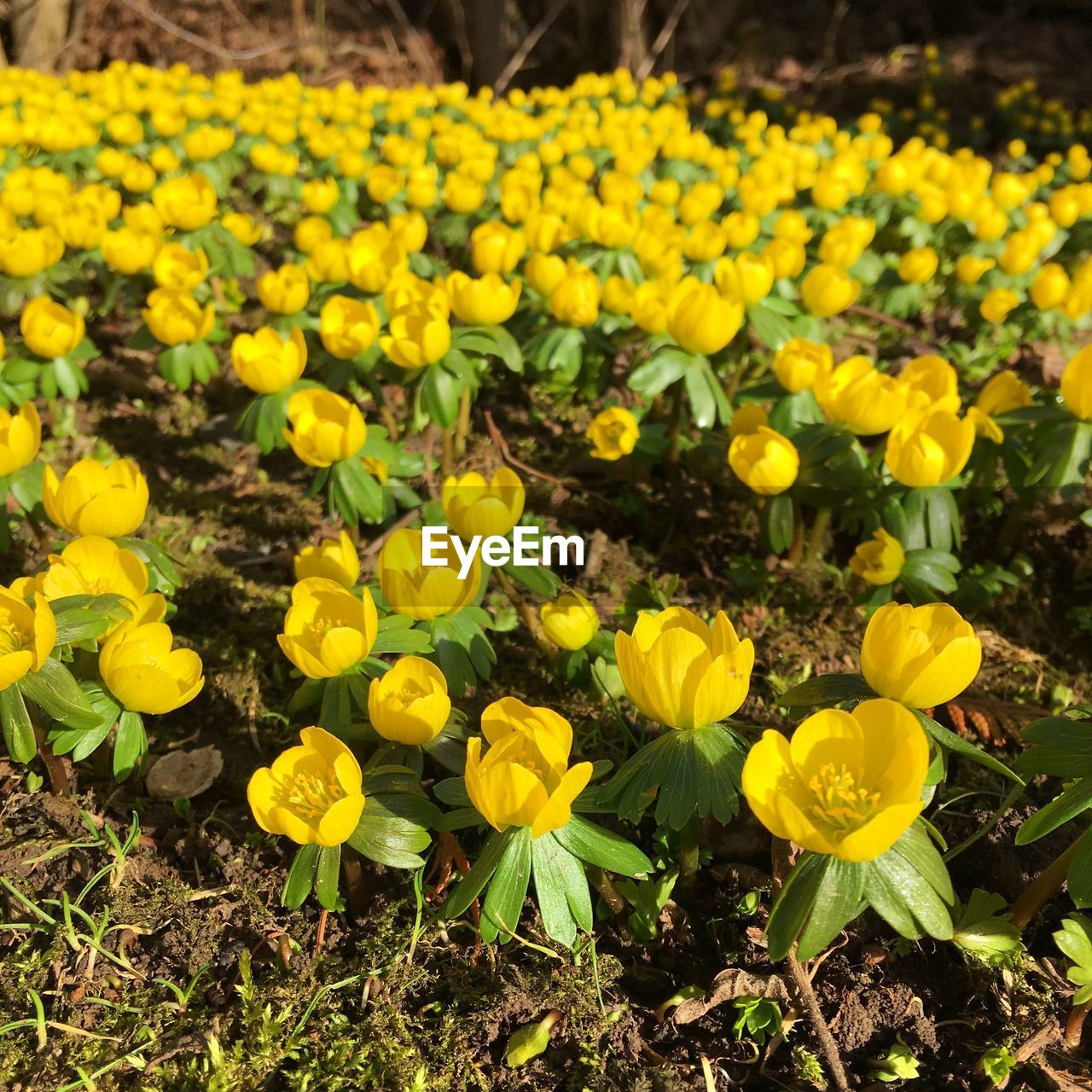 CLOSE-UP OF YELLOW FLOWERING PLANTS IN FIELD