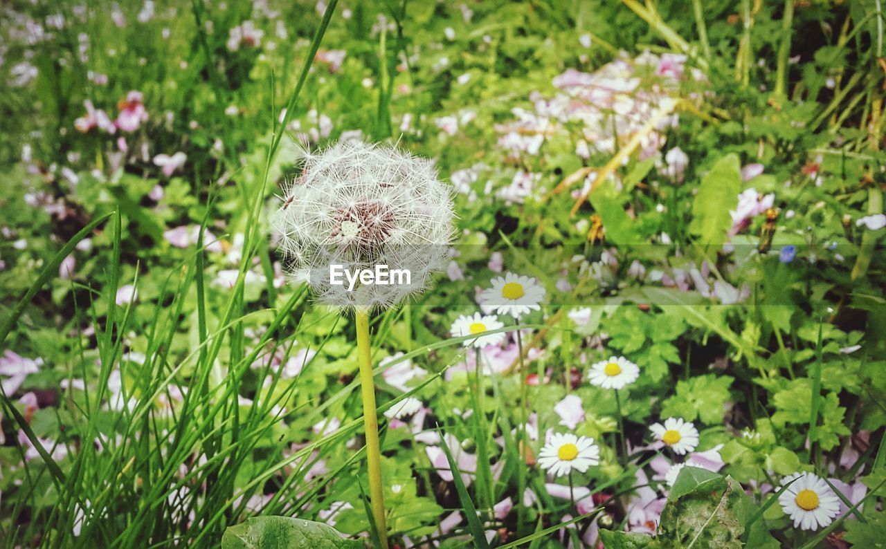 Close-up of white flowers blooming in field