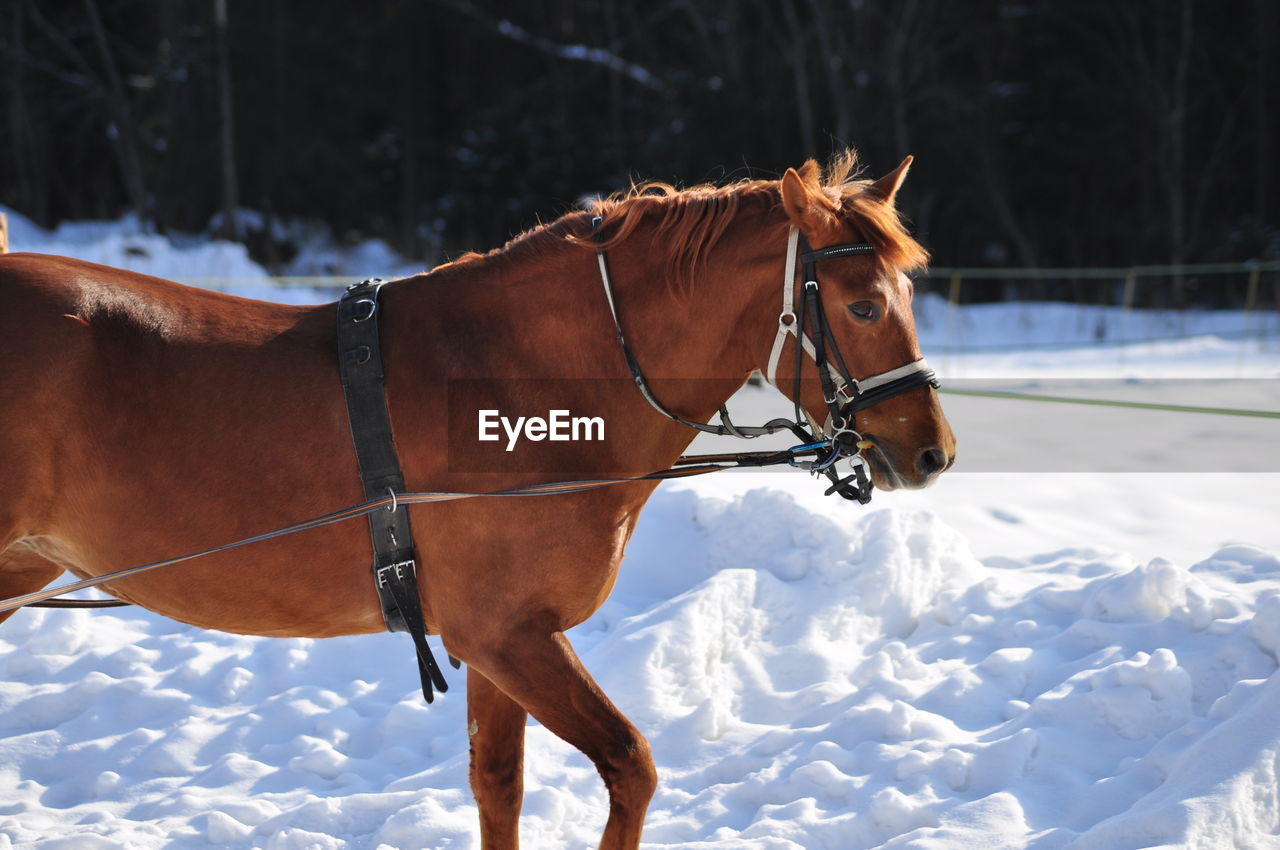 Horse on snow covered field