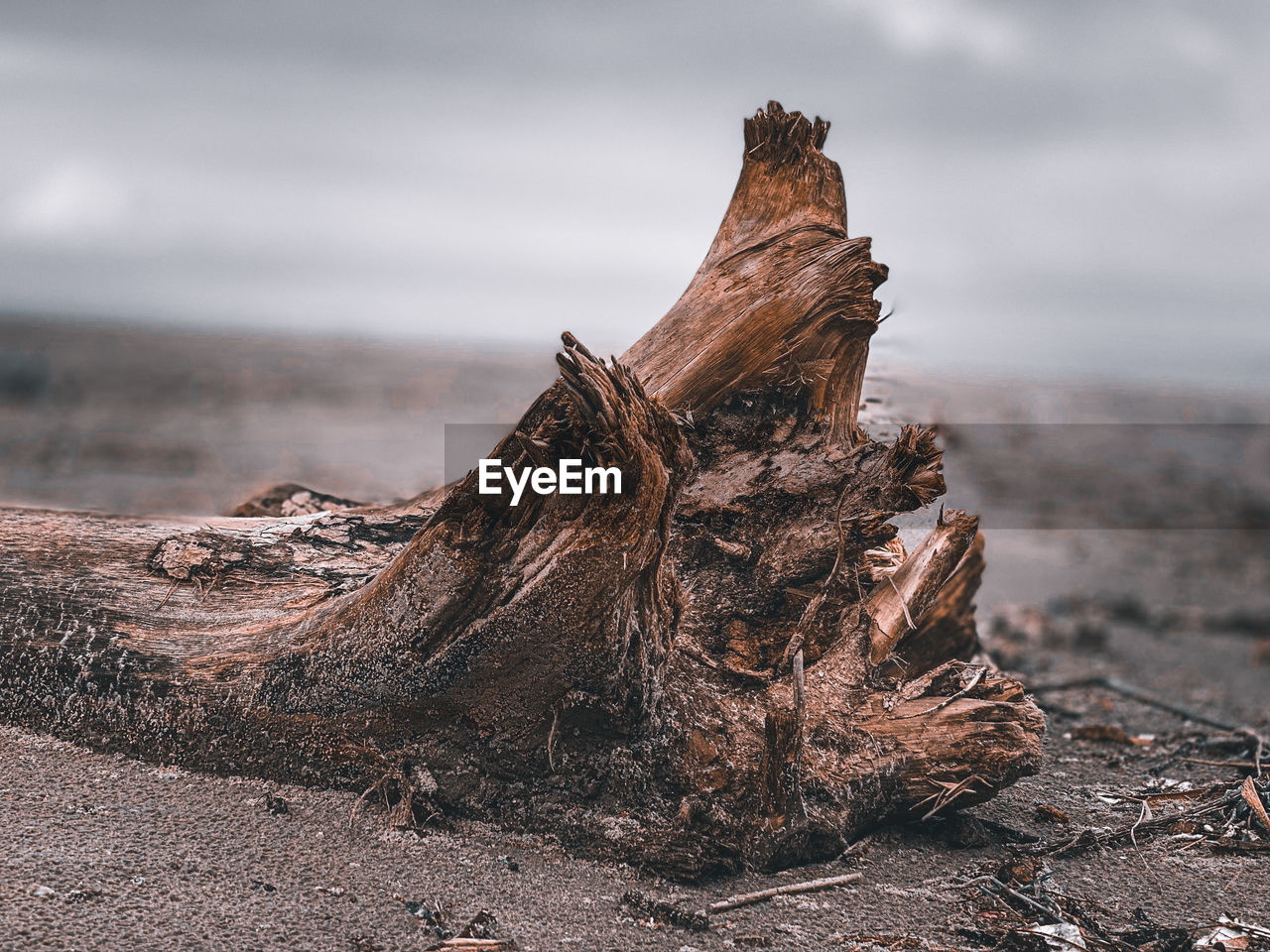 CLOSE UP OF DRIFTWOOD ON TREE