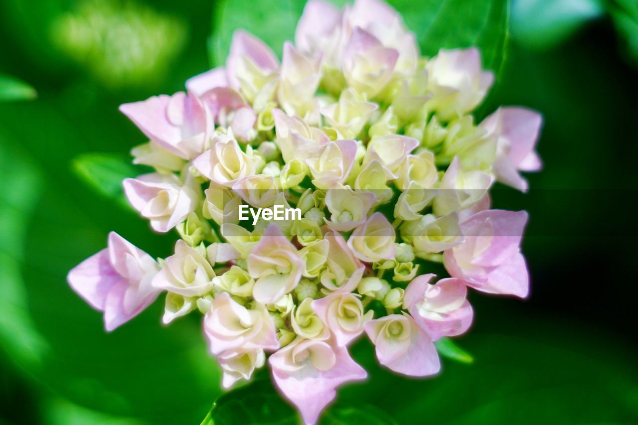 CLOSE-UP OF PINK ROSE FLOWER