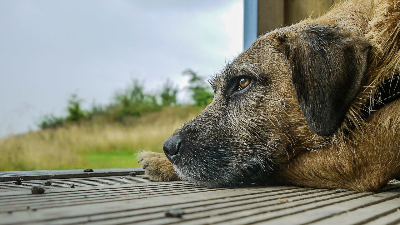 Close-up of dog resting on floor against sky
