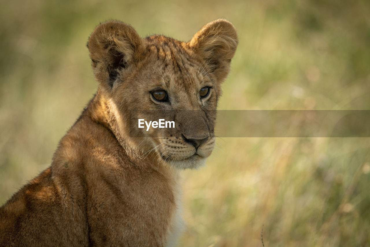 Close-up portrait of lion cub