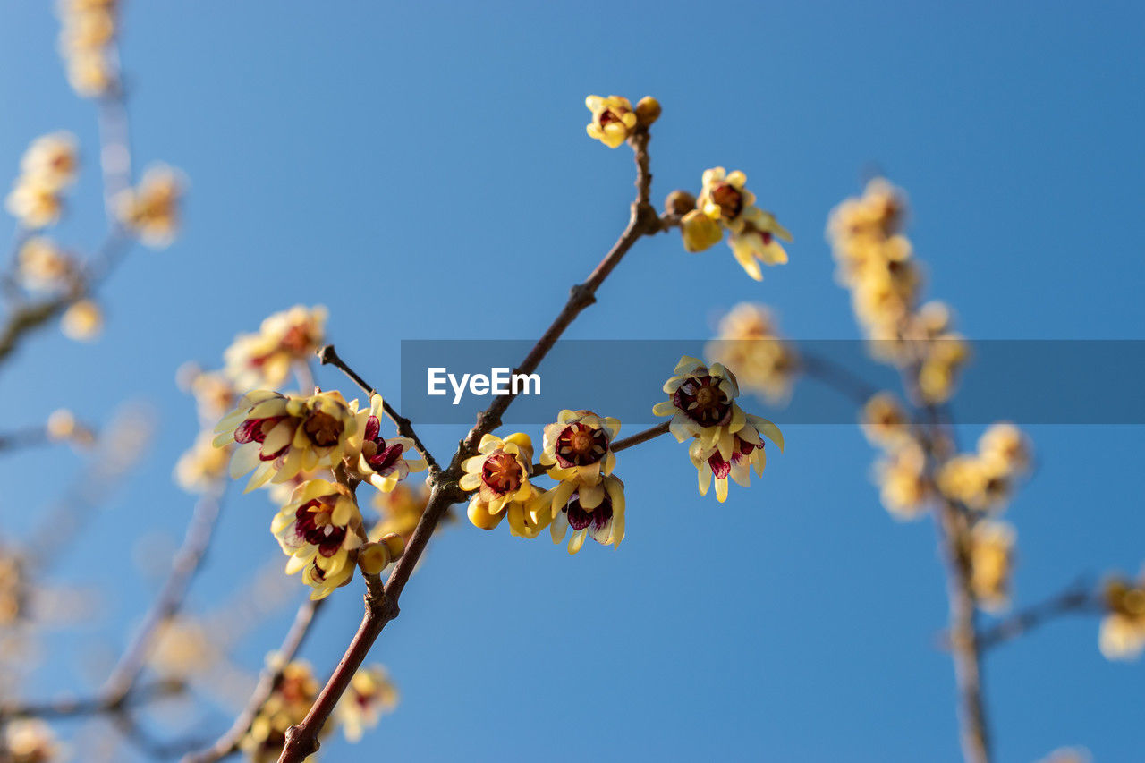 plant, flower, blossom, nature, flowering plant, sky, branch, tree, beauty in nature, spring, growth, blue, no people, freshness, macro photography, fragility, close-up, clear sky, day, focus on foreground, springtime, low angle view, produce, food, food and drink, outdoors, fruit, sunny, sunlight, twig, yellow, leaf, healthy eating, botany
