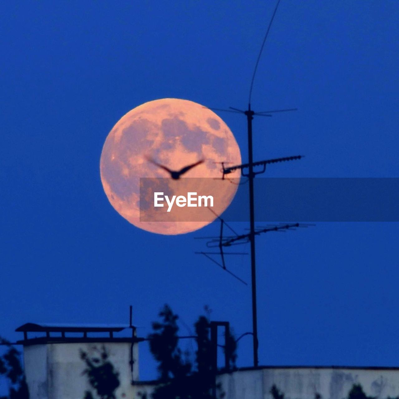 Silhouette bird and antenna tower against moon at night