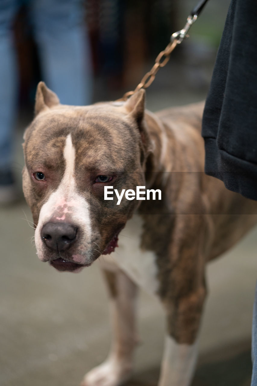 Close-up of a pitbull terrier on a leash