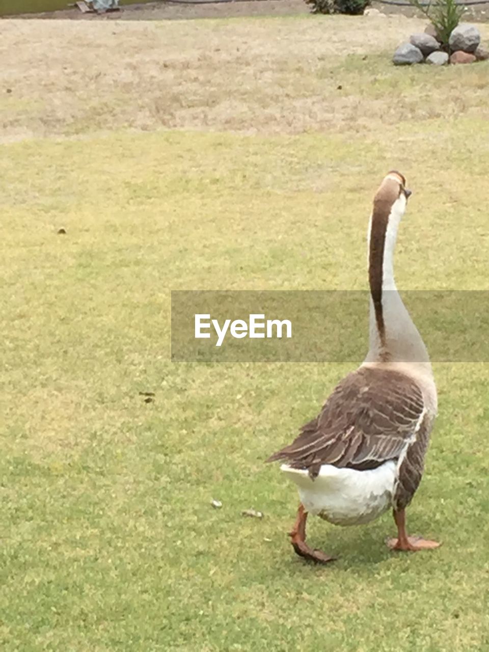 BIRDS ON FIELD