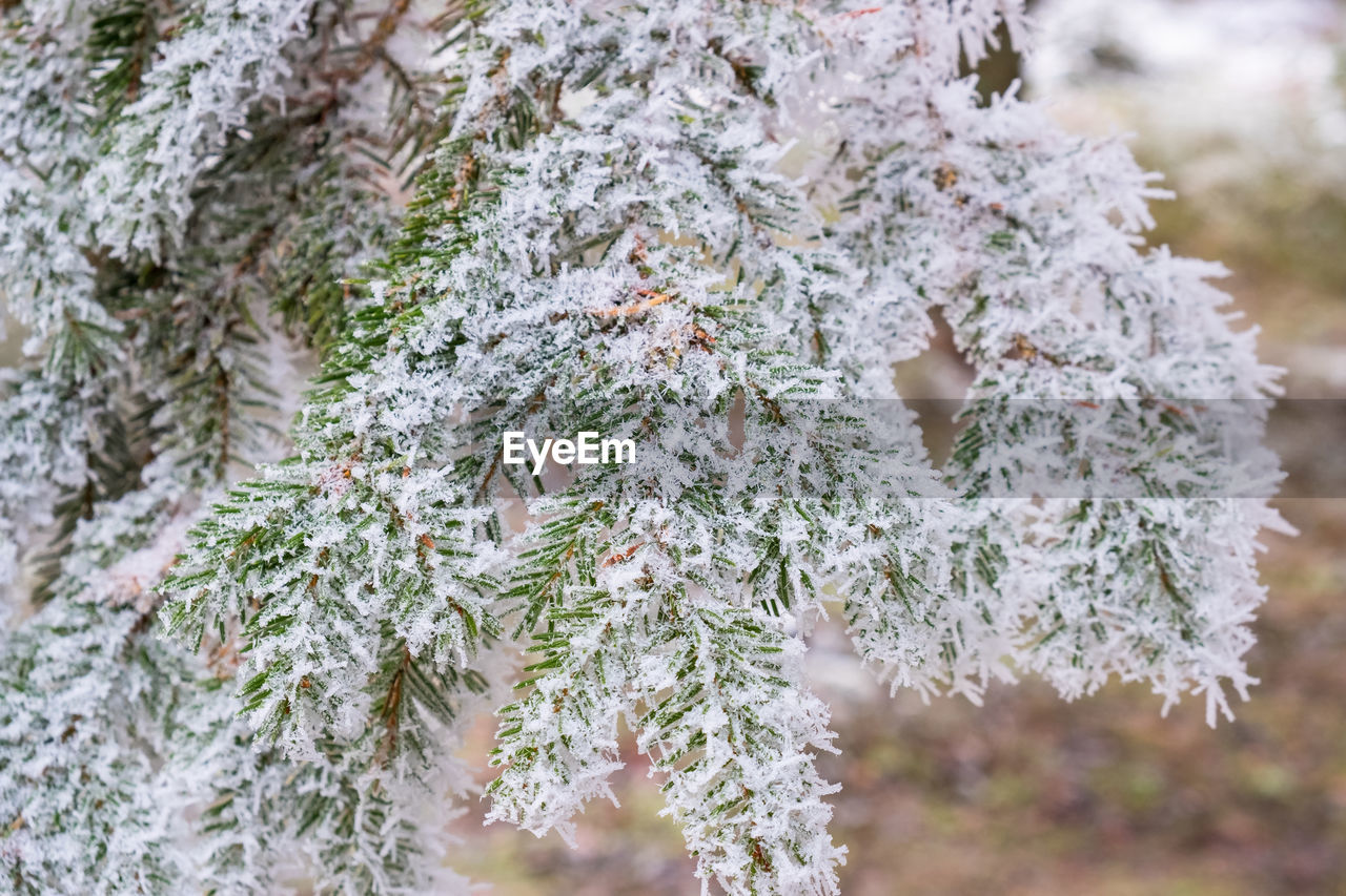 Frosty spruce needles on a branch in the forest