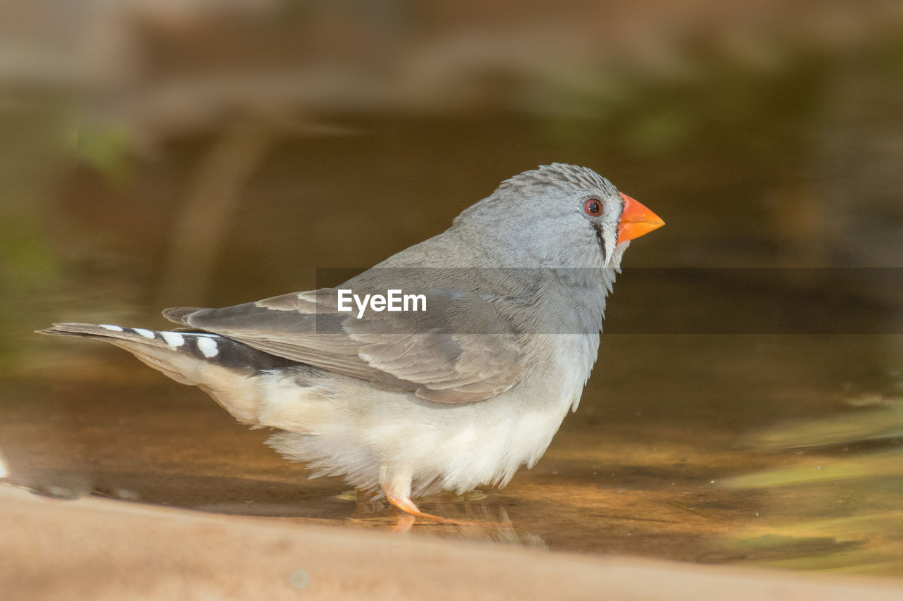 Close-up of bird