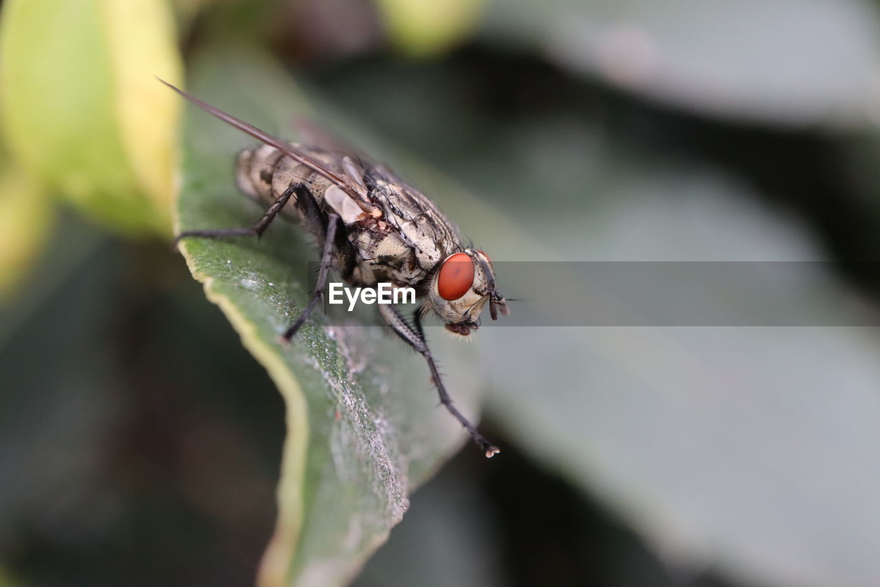 Close-up of fly on leaf