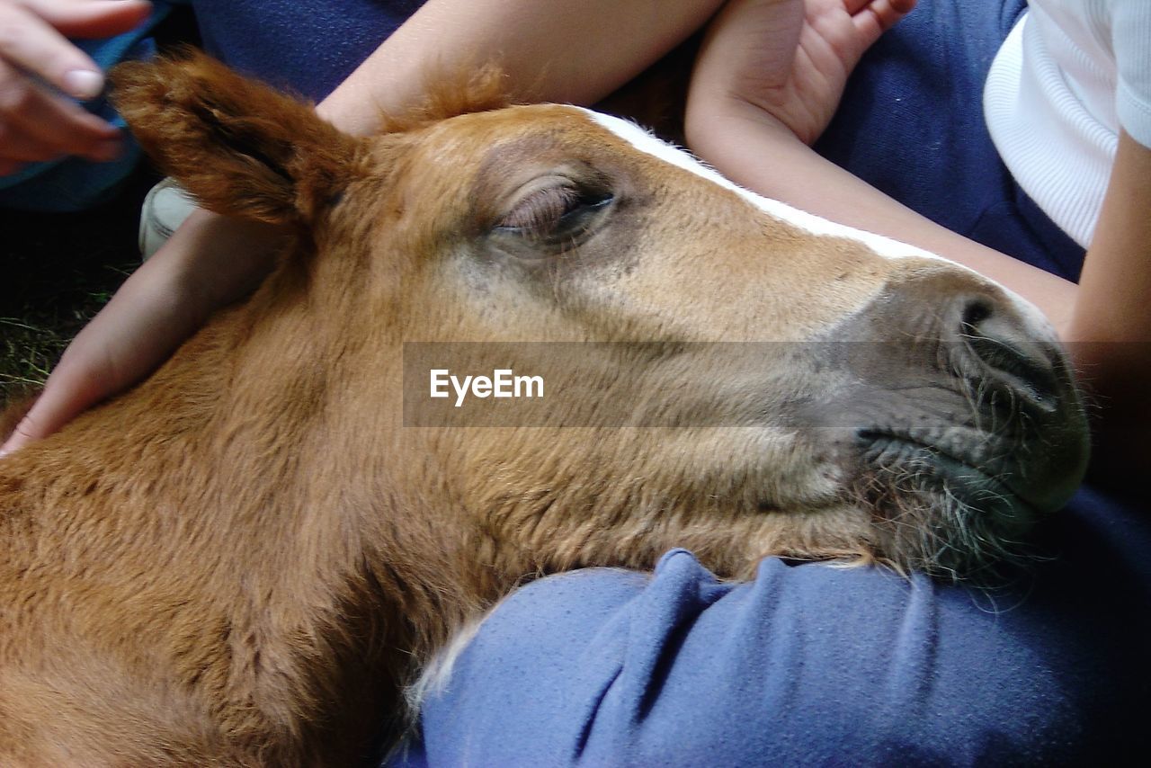 CLOSE-UP OF MAN WITH DOG ON HAND