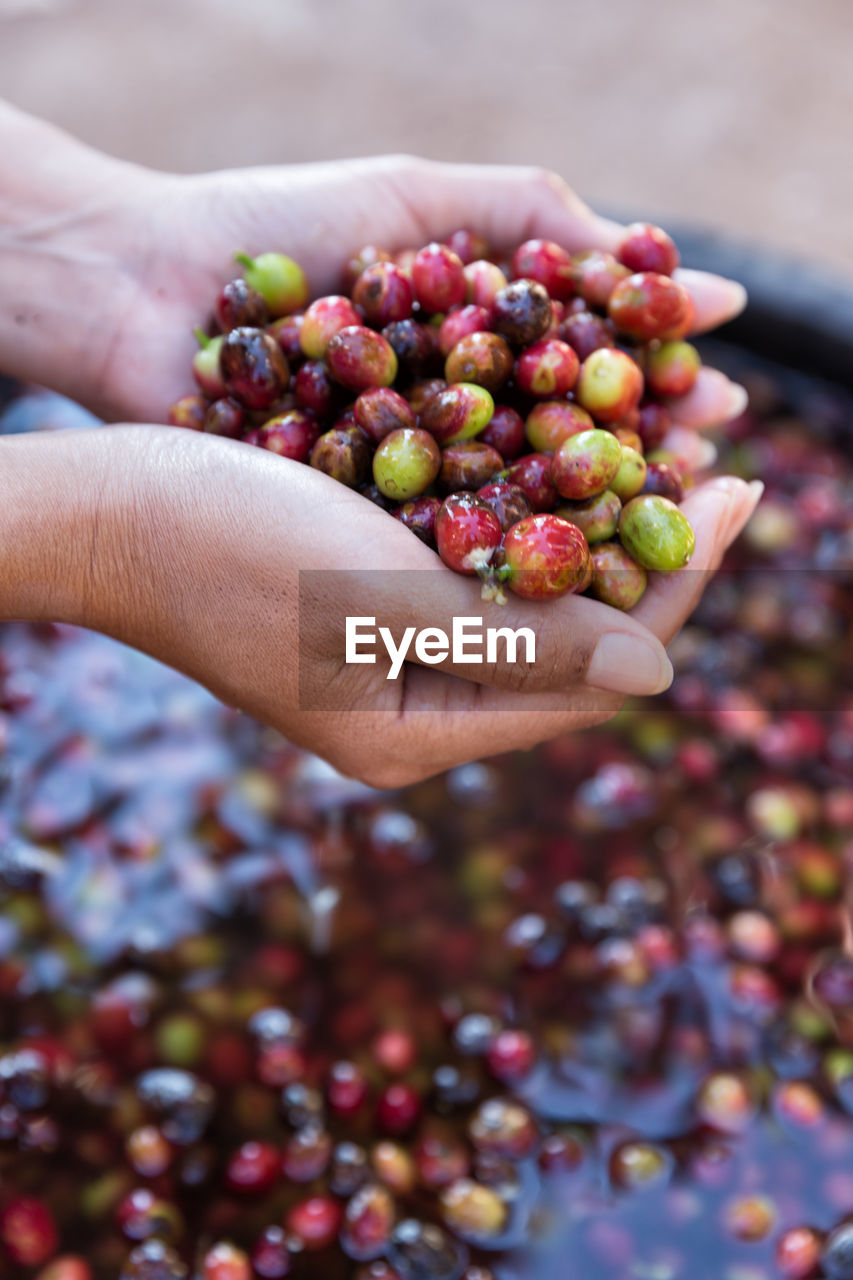 Cropped hands of woman holding fruits