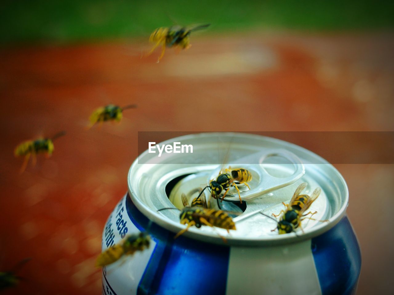 Close-up of wasps around drink can on table