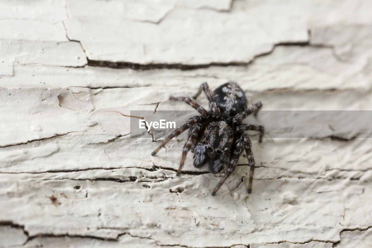 CLOSE-UP OF SPIDER ON WEB