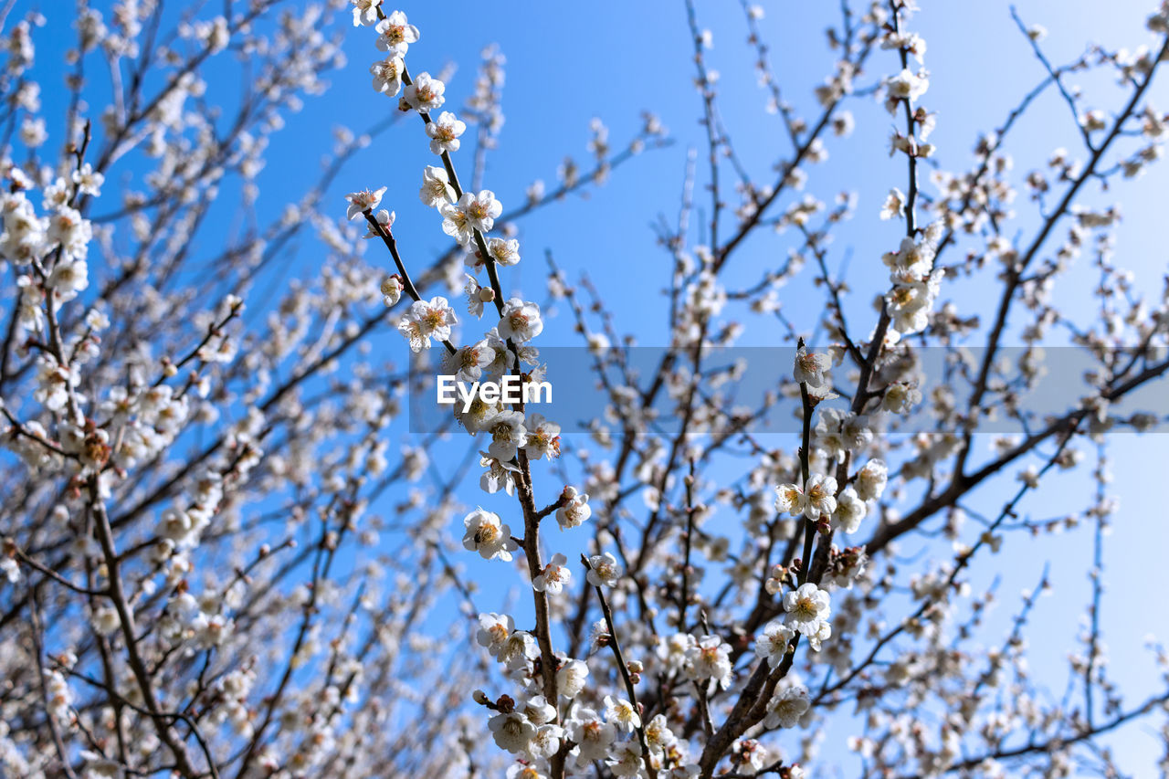 plant, branch, tree, nature, frost, twig, beauty in nature, winter, low angle view, sky, spring, flower, growth, no people, springtime, blossom, freshness, day, fragility, flowering plant, blue, outdoors, freezing, close-up, clear sky, focus on foreground, white, tranquility, sunlight