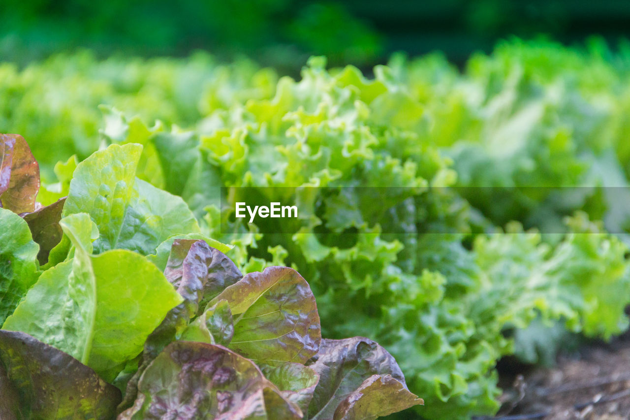 Green and purple curly lettuce leaves in the organic garden