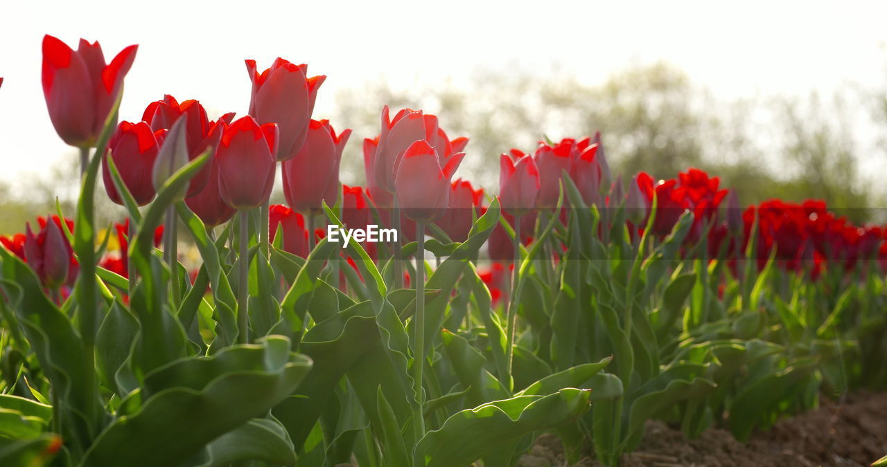 plant, flower, red, flowering plant, beauty in nature, nature, freshness, growth, field, tulip, sky, landscape, land, petal, environment, inflorescence, flower head, leaf, close-up, fragility, no people, plant part, springtime, rural scene, grass, poppy, green, flowerbed, outdoors, blossom, day, tranquility, sunlight, vibrant color, scenics - nature, summer, focus on foreground, non-urban scene, agriculture, botany, crop, cloud, tranquil scene