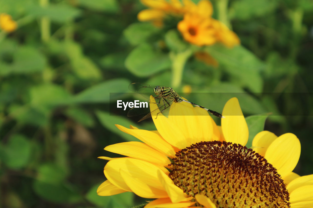 HONEY BEE ON SUNFLOWER