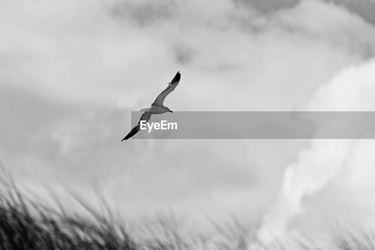 LOW ANGLE VIEW OF A BIRD FLYING