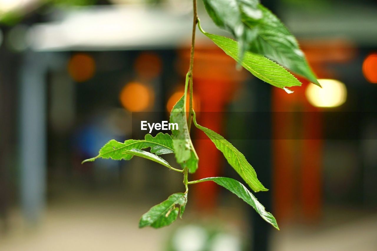 CLOSE-UP OF PLANT GROWING ON PLANT