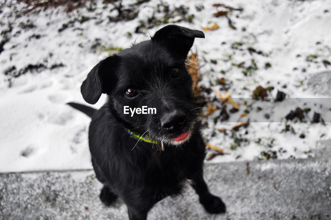 PORTRAIT OF BLACK LABRADOR RETRIEVER