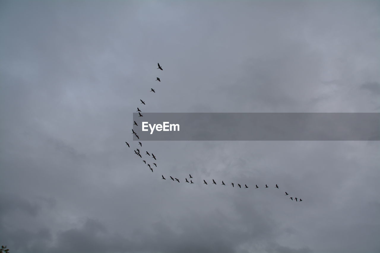 Low angle view of silhouette birds flying in cloudy sky