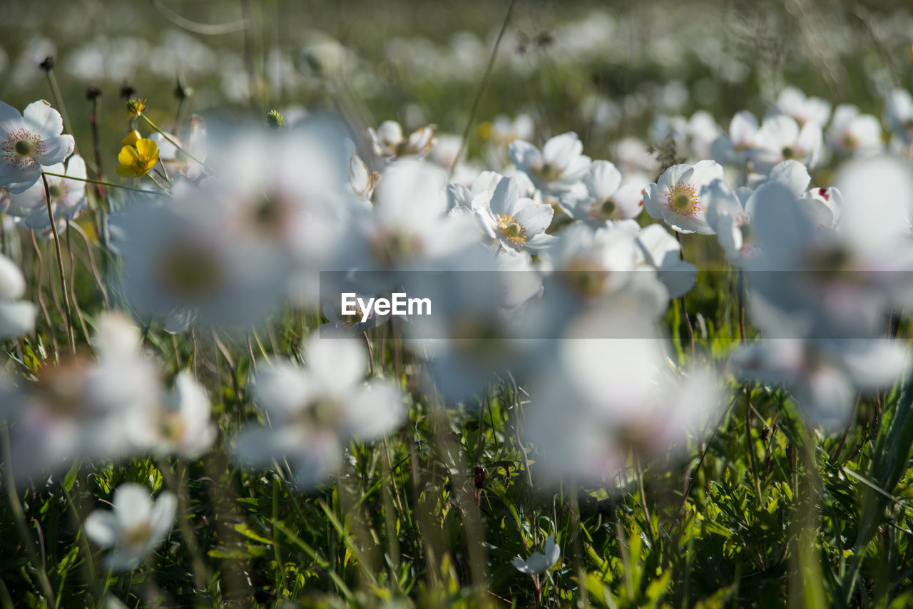 Close-up of white flowers blooming in field