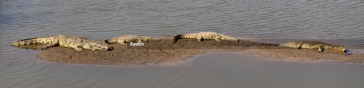 High angle view of crocodiles in the sea