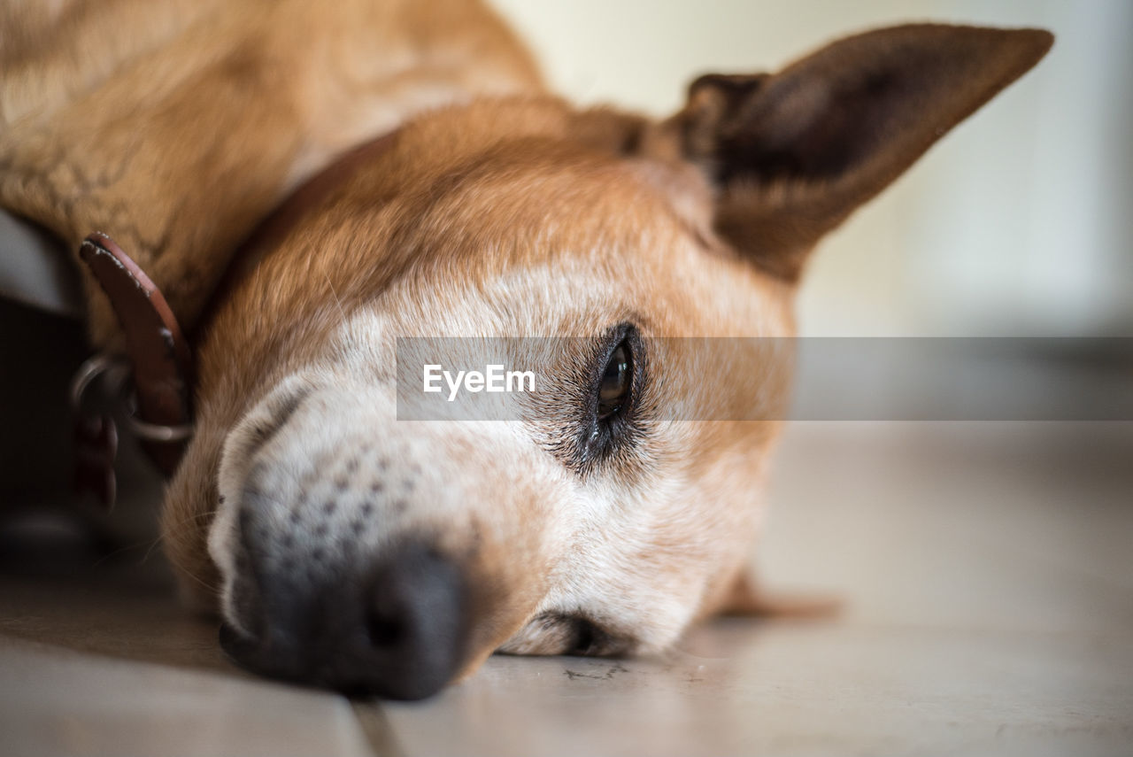 Close-up portrait of dog resting on floor