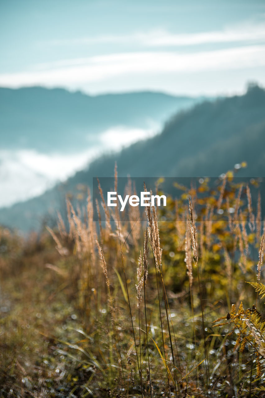 Close up of grass on a sunny morning in the mountains of austria
