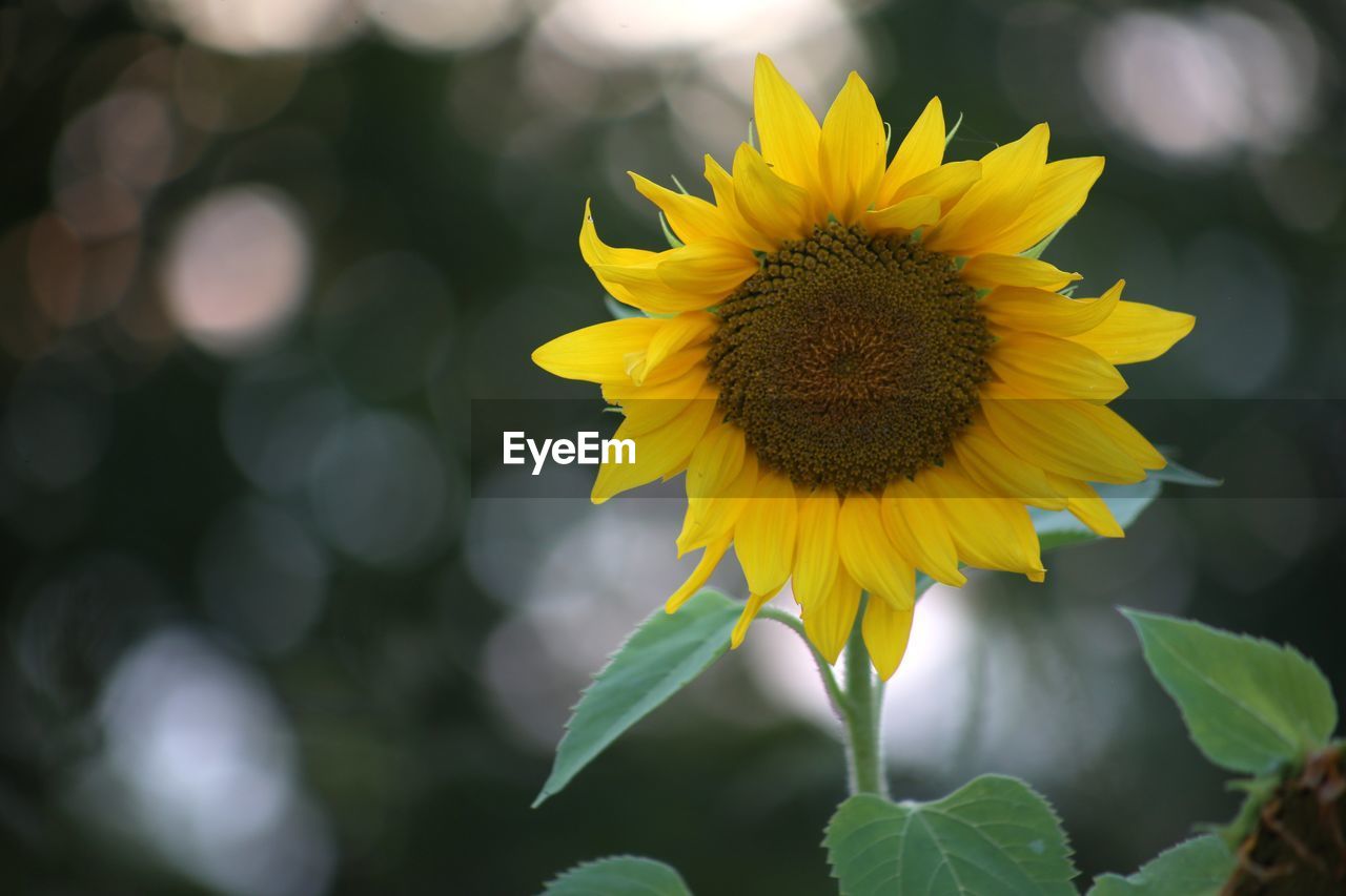 Close-up of yellow flowering plant