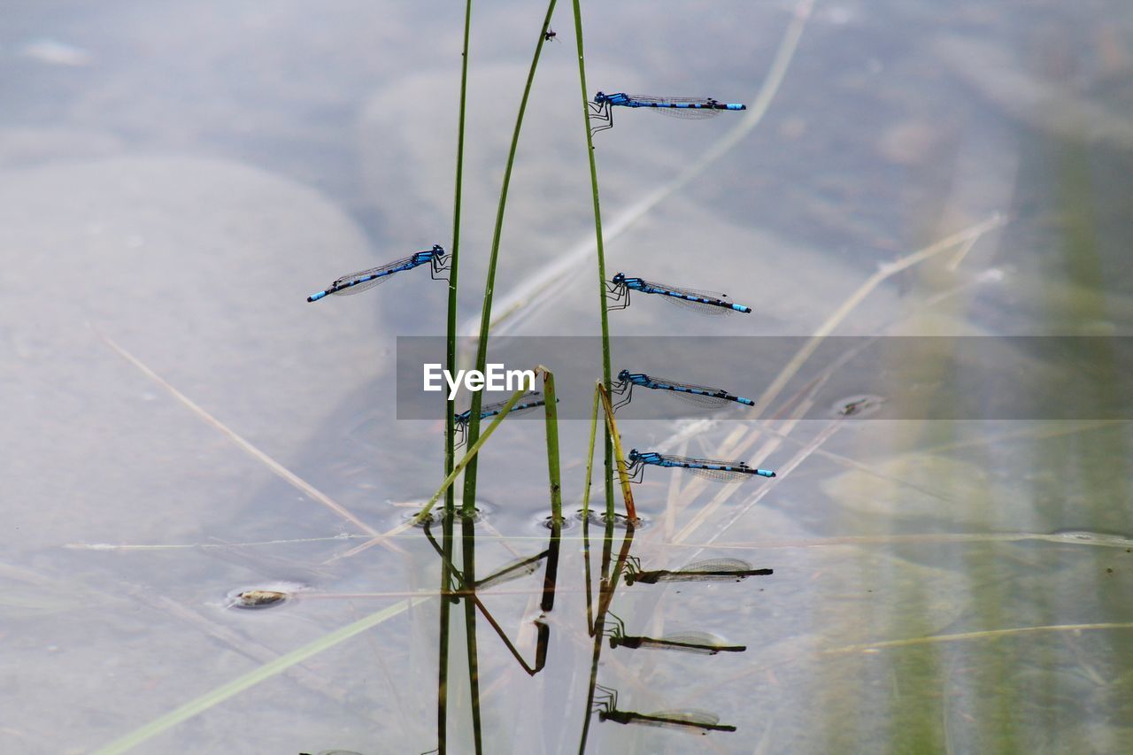 Close-up of plants growing on field